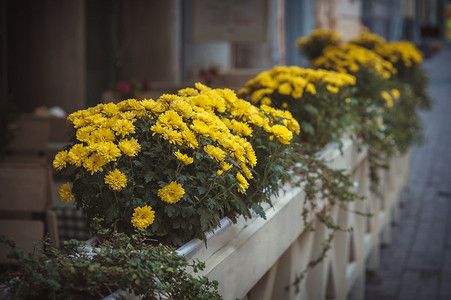 街头鲜花图片