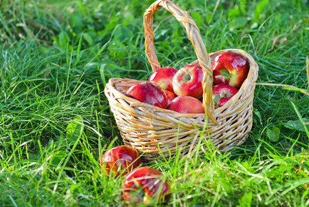 在户外篮子里的有机苹果园秋园收获季节的概念收获在夏季果园采摘红背景图片