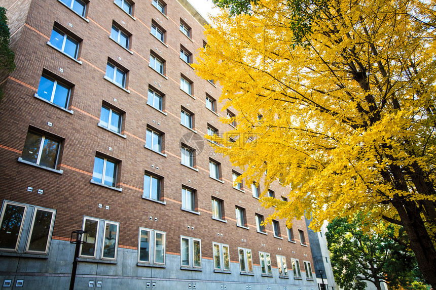 在秋天的京都大学图片