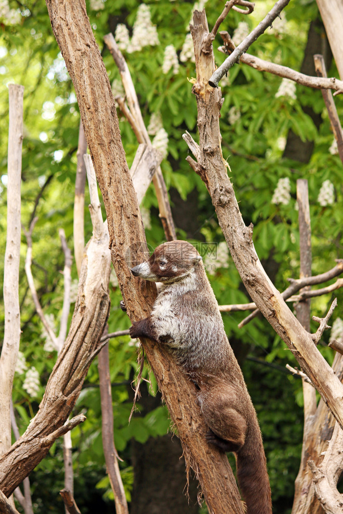 Coati攀爬图片