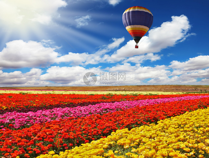 大气球飞过开花的田野在南面喷发多图片