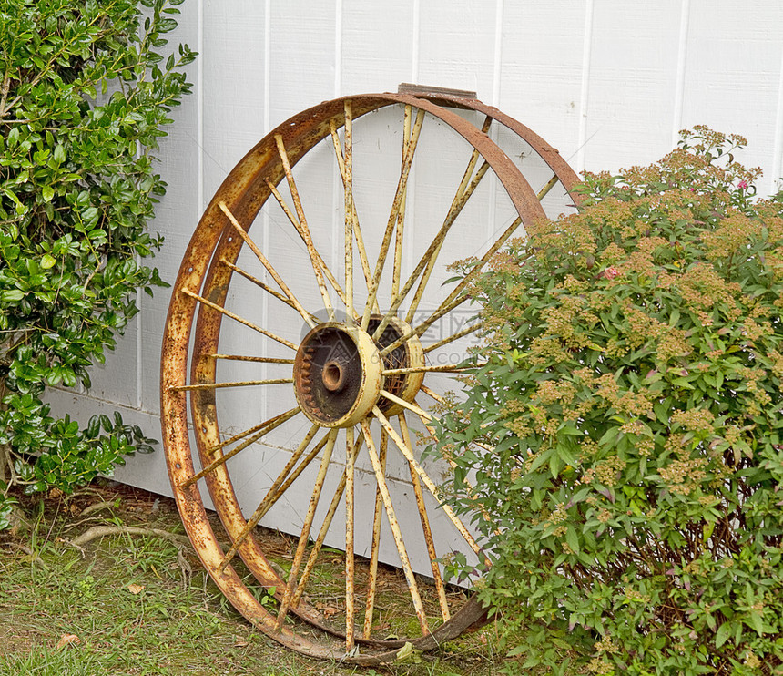 古老的金属马车轮和牛奶可以靠在灌木丛旁图片
