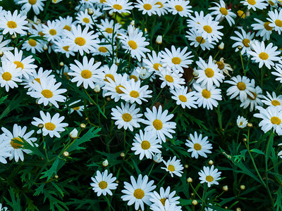 自然界中的白色波斯菊花图片