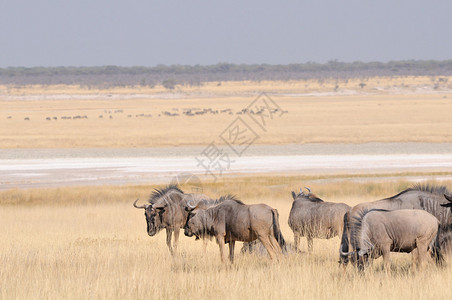 在纳米比的纳穆托尼附近放牧的蓝角马群图片