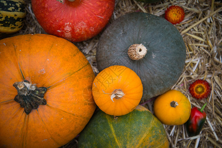 秋季作物南瓜和天然西瓜的构成以自图片