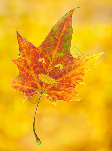 在秋叶落幕背景的失焦布基山上被隔背景图片
