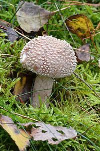 秋天森林里的可食用蘑菇图片