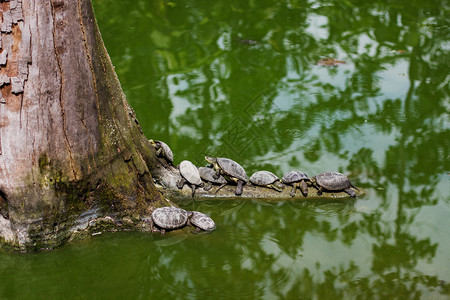 成群的水龟晒日光浴和休息图片