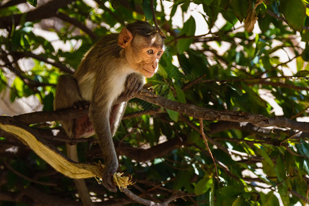猴子坐在丛林中的树枝上图片