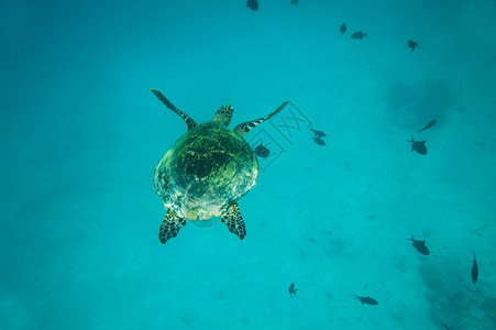 海龟在海洋中游图片