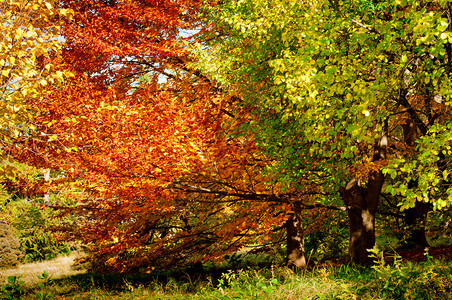 秋天的森林背景秋天的森林树木金黄的叶子美丽多图片