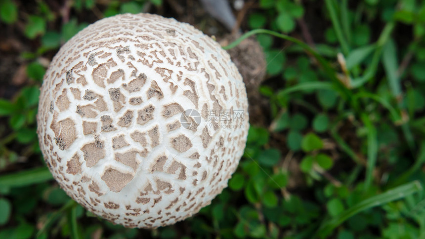 白色蘑菇的顶端视图左图片