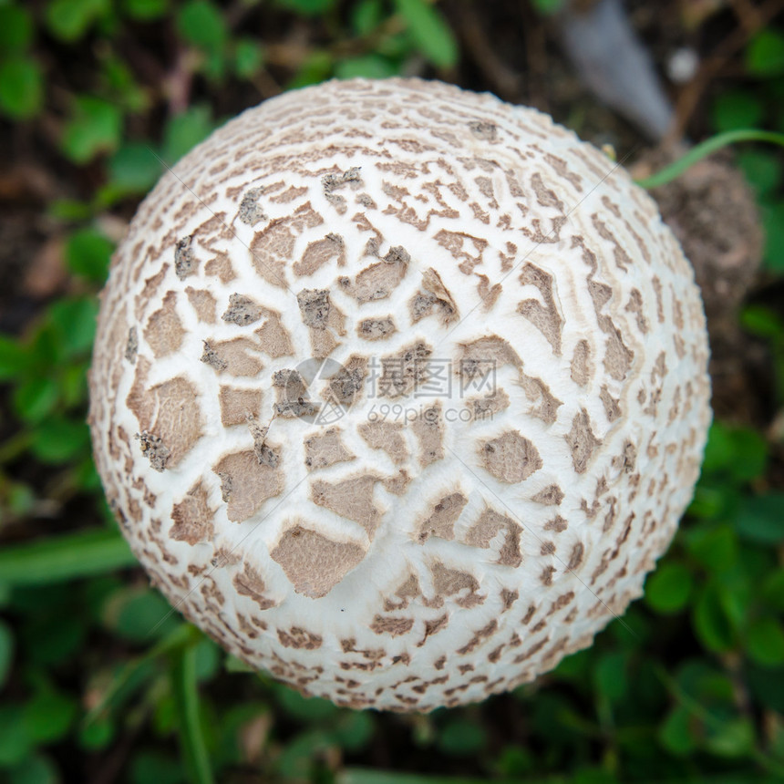 森林中白蘑菇的顶视图图片