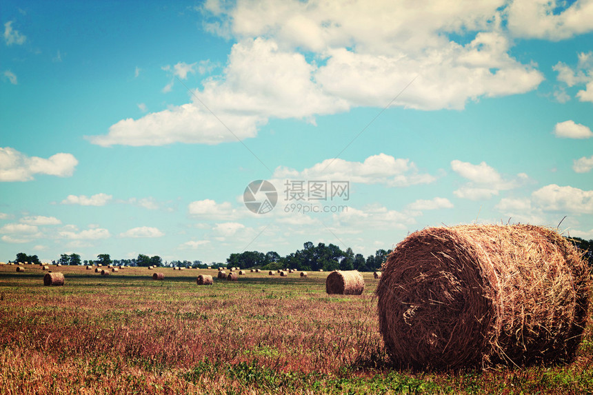 图像从田间收割的稻草捆图片