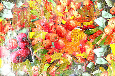 从秋叶和浆果花楸的背景图片