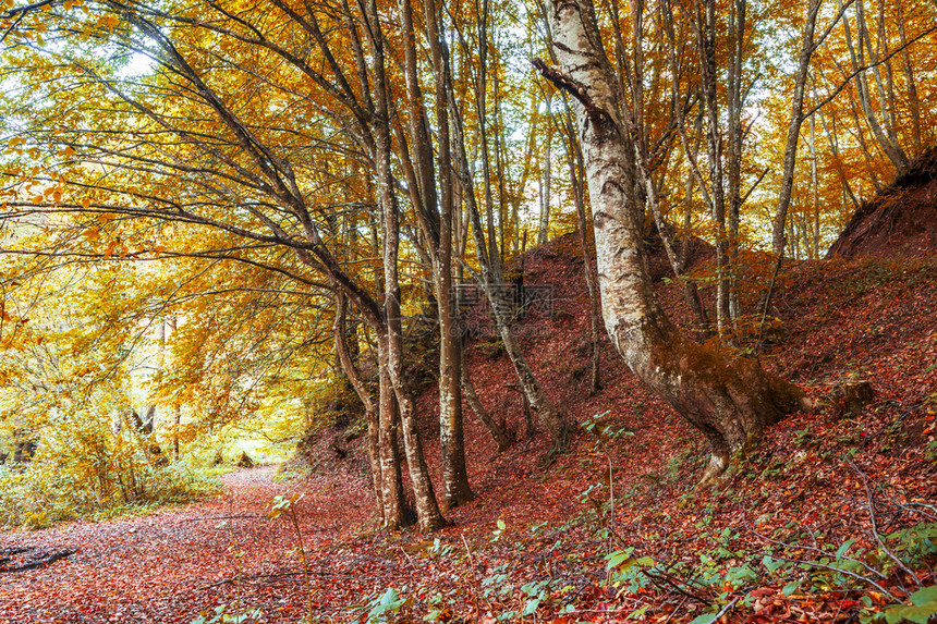 森林中多彩的秋景图片