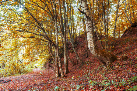 森林中多彩的秋景图片