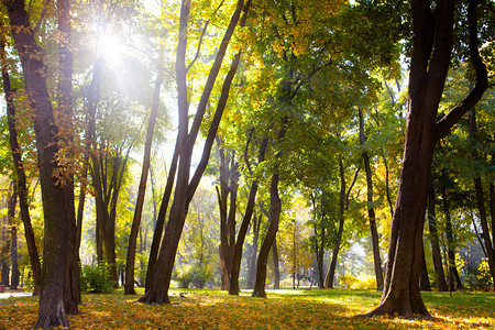 树枝上的金叶子有阳光的秋木图片