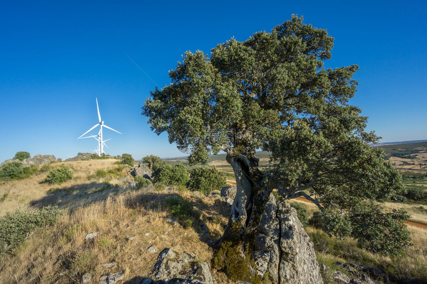 利用蓝色天空对Hollm橡树和现代风力涡轮机图片