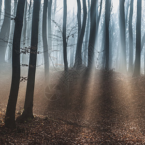 黑暗的梦幻森林与雾图片