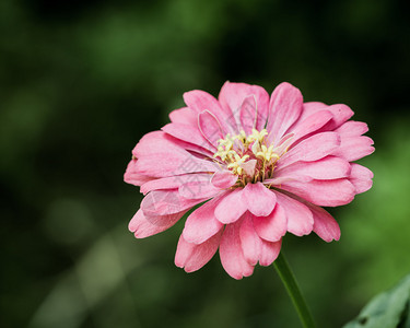 秋粉色菊花的美丽花束图片