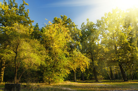 秋天阳光明媚的公园有橙树自然季节背图片