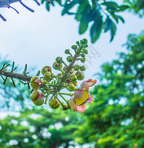 自然生长的花朵图片