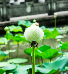 花园池塘里的荷花图片