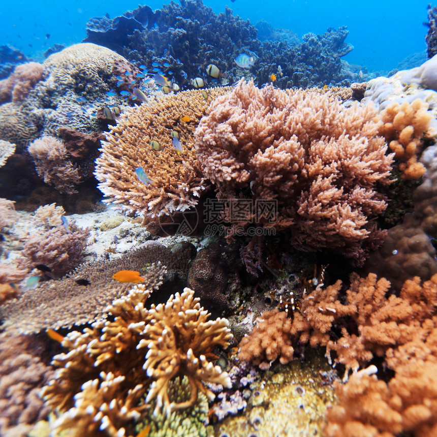 印度尼西亚巴厘岛热带珊瑚礁附近有数百条鱼类的海底风貌下地图片