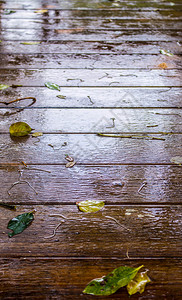 雨中花园的走道图片