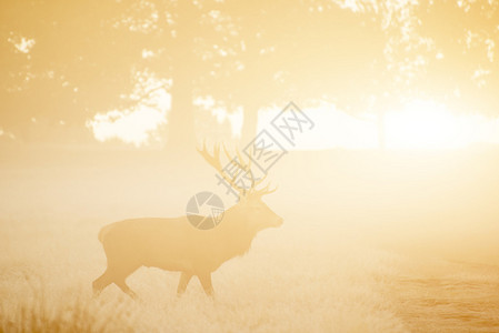 尊享礼遇在浓雾中的红鹿日出秋天瀑布森背景