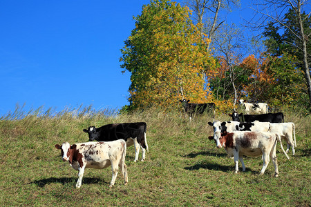 年轻的奶牛在山坡上放牧树图片