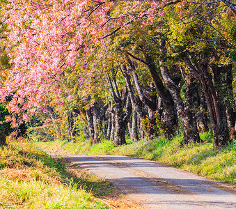 路边的樱花和樱花树图片