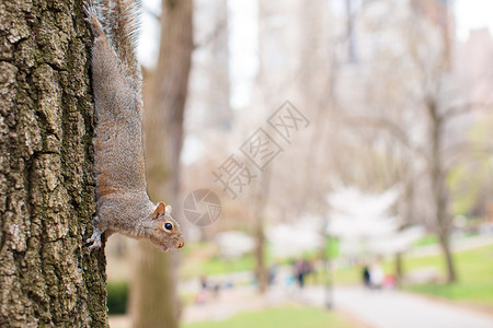 中央公园树上的松鼠图片
