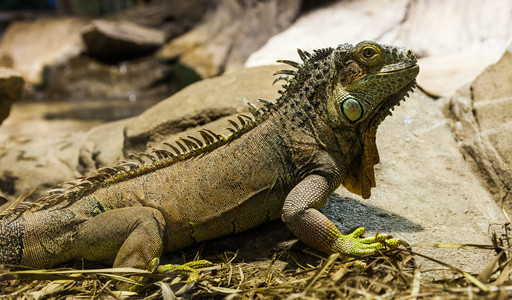 拉丁文名称Iguana图片