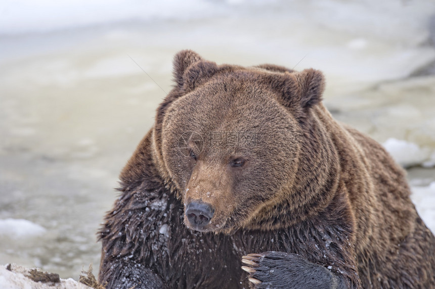 黑熊棕灰熊在冰水中玩耍图片