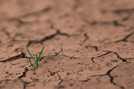 植物生长在干燥的裂开的土壤图片