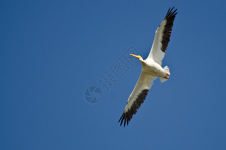 美国白鹈鹕在蓝天飞翔图片