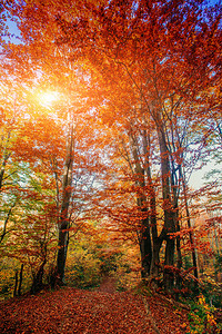 秋天的林道秋天的风景图片