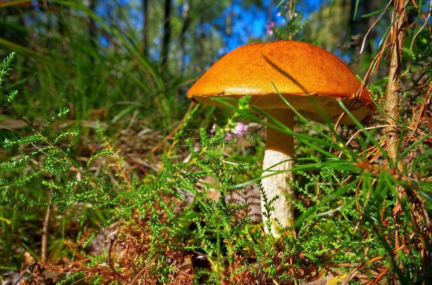 红帽子蘑菇图片
