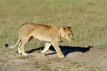 肯尼亚非洲保留地狮子图片