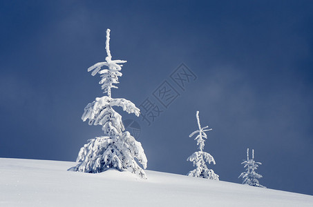 冬季景观雪地里的圣诞树图片