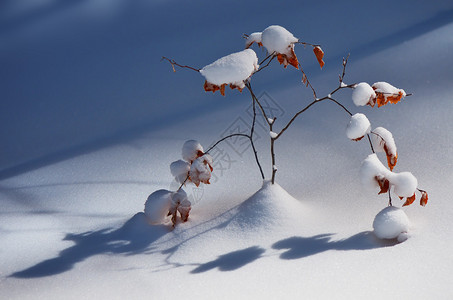 森林中的冬季景观雪下的小树图片