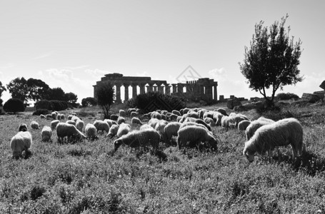 意大利西里塞林努特一群绵羊和希腊赫拉公图片