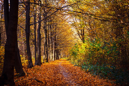 秋天的森林树木自然绿色木阳光背景图片