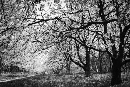 盛开的春天花园黑白摄影图片