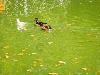 三只鸭子在湖水中图片