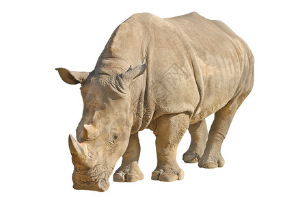 Rhino白色与剪切路径隔离图片