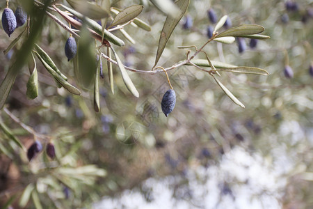 常青橄榄树枝与成熟果实的背景图片