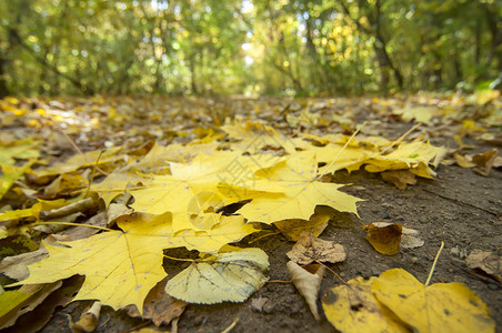 地上落下的多色叶子图片